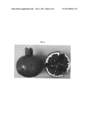 POMEGRANATE TREE NAMED  KAMEL  diagram and image