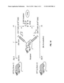 IMAGEABLE RODENT MODEL OF ASTHMA diagram and image