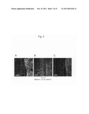 METHOD FOR ISOLATING SMOOTH MUSCLE STEM CELLS diagram and image