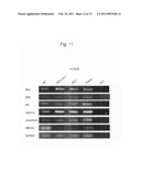 METHOD FOR ISOLATING SMOOTH MUSCLE STEM CELLS diagram and image