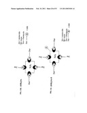 Methods For Treating Diseases Using Antibodies to Aminophospolipids diagram and image