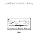 Methods For Inhibiting The Binding Of Endosialin To Ligands diagram and image