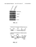 METHODS AND COMPOSITIONS INVOLVING NUCLEOTIDE REPEAT DISORDERS diagram and image