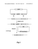 LIVE GENETICALLY ATTENUATED MALARIA VACCINE diagram and image