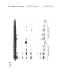 EQUOL-CONTAINING EXTRACT, METHOD FOR PRODUCTION THEREOF, METHOD FOR EXTRACTION OF EQUOL, AND EQUOL-CONTAINING FOOD diagram and image