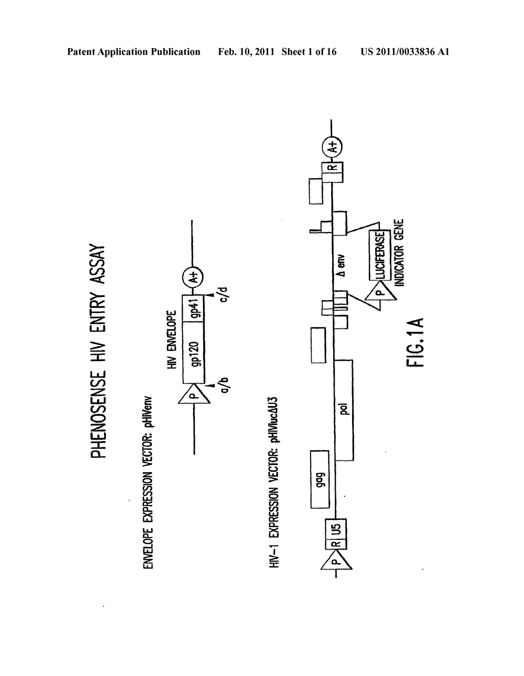 METHODS FOR DETERMINING THE PRESENCE OF ANTIBODIES BLOCKING VIRAL INFECTION - diagram, schematic, and image 02