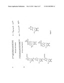 COMPOSITIONS AND METHODS FOR THE IDENTIFICATION OF INHIBITORS OF RETROVIRAL INFECTION diagram and image