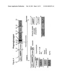 Oxyntomodulin for Preventing or Treating Excess Weight diagram and image