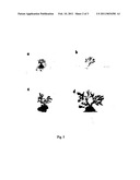 Methods for Therapeutic Treatment of Benign Prostatic Hypertrophy (BPH) diagram and image