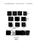 Compositions Useful for the Treatment of Diabetes and Other Chronic Disorder diagram and image