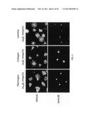 ACTIVE AGENTS, COMPOSITIONS, AND METHODS FOR INHIBITING AND REVERSING PLATELET FUNCTION diagram and image