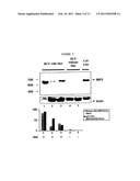 USE OF IMP3 AS A PROGNOSTIC MARKER FOR CANCER diagram and image