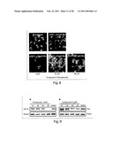 TYPE III SECRETION INHIBITORS, ANALOGS AND USES THEREOF diagram and image