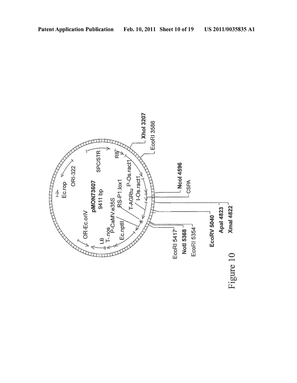 Methods for Enhancing Stress Tolerance in Plants and Compositions Thereof - diagram, schematic, and image 11