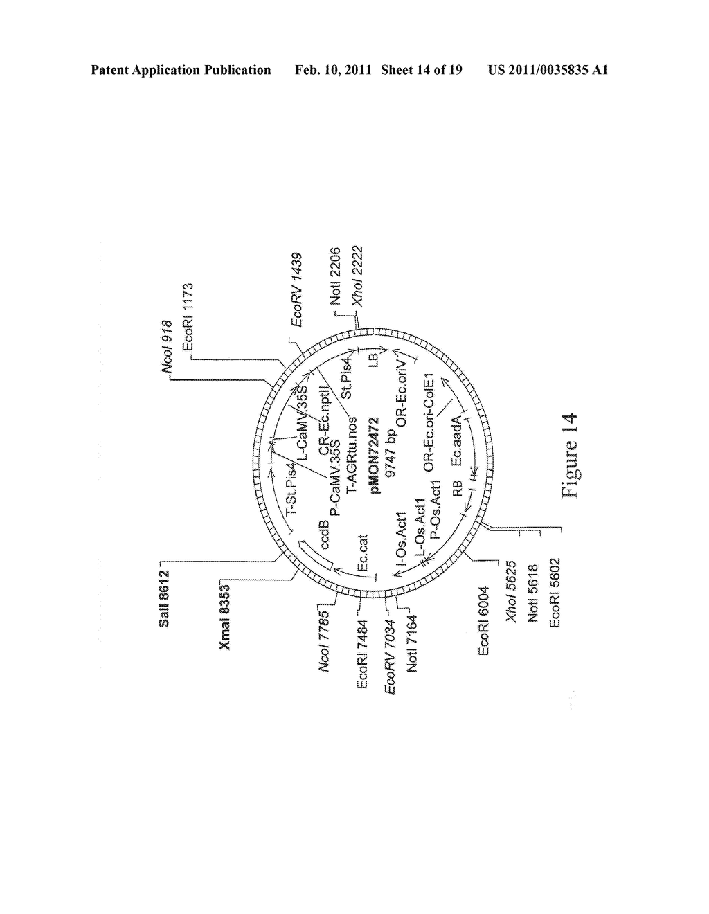 Methods for Enhancing Stress Tolerance in Plants and Compositions Thereof - diagram, schematic, and image 15
