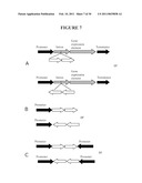 Recombinant DNA Constructs and Methods for Controlling Gene Expression diagram and image