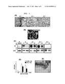 WOUND HEALING COMPOSITIONS AND TREATMENTS diagram and image