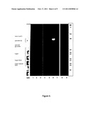 PREPARATION AND USE OF A PLANT EXTRACT FROM SOLANUM GLAUCOPHYLLUM WITH AN ENRICHED CONTENT OF 1,25-DIHYDROXYVITAMIN D3 GLYCOSIDES AND QUERCETIN GLYCOSIDES diagram and image