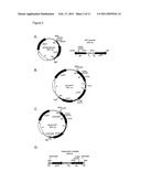 Chromosomal Insertion of Gfp Into Bacteria For Quality Control diagram and image