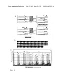 DNA SEQUENCE WITH NON-FLUORESCENT NUCLEOTIDE REVERSIBLE TERMINATORS AND CLEAVABLE LABEL MODIFIED NUCLEOTIDE TERMINATORS diagram and image