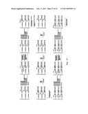 DNA SEQUENCE WITH NON-FLUORESCENT NUCLEOTIDE REVERSIBLE TERMINATORS AND CLEAVABLE LABEL MODIFIED NUCLEOTIDE TERMINATORS diagram and image