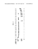 Reagent Containing a Thermostable Endonuclease diagram and image