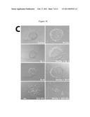 DEFINED CONDITIONS FOR HUMAN EMBRYONIC STEM CELL CULTURE AND PASSAGE diagram and image