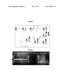 INFLUENZA B VIRUS DETECTION METHOD AND KIT THEREFOR diagram and image