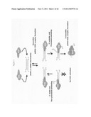 siRNA targeting connective tissue growth factor (CTGF) diagram and image