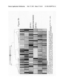 siRNA targeting connective tissue growth factor (CTGF) diagram and image