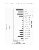 siRNA targeting connective tissue growth factor (CTGF) diagram and image