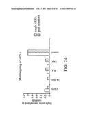 siRNA targeting connective tissue growth factor (CTGF) diagram and image