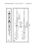 Promoter-Regulated Differentiation-Dependent Self-Deleting Cassette diagram and image