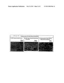 FUNCTIONAL MEMBER FROM Co-BASED ALLOY AND PROCESS FOR PRODUCING THE SAME diagram and image