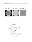 TOOL FOR ACCURATE QUANTIFICATION IN MOLECULAR MRI diagram and image