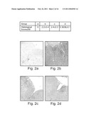 AGENTS FOR THE TREATMENT OF MULTIPLE SCLEROSIS AND METHODS OF USING SAME diagram and image