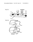 ALTERING MEMORY BY AFFECTING STAUFEN diagram and image