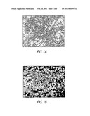 METHODS AND SYSTEMS FOR EXTENDED IN VITRO CULTURE OF NEURONAL CELLS diagram and image