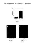 METHODS AND SYSTEMS FOR EXTENDED IN VITRO CULTURE OF NEURONAL CELLS diagram and image