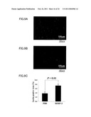 MEDICAMENT, DENTAL MATERIAL, AND METHOD OF SCREENING diagram and image