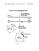 TRUNCATED RECOMBINANT MAJOR OUTER MEMBRANE PROTEIN ANTIGEN (R56) OF ORIENTIA TSUTSUGAMUSHI STRAINS KARP, KATO and GILLIAM AND ITS USE IN ANTIBODY BASED DETECTION ASSAYS AND VACCINES diagram and image