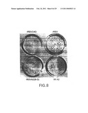 Recombinant RSV Virus Expression Systems And Vaccines diagram and image