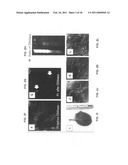 Production of and uses for decellularized lung tissue diagram and image