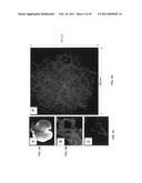 Production of and uses for decellularized lung tissue diagram and image