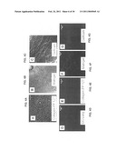 Production of and uses for decellularized lung tissue diagram and image