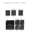 Production of and uses for decellularized lung tissue diagram and image