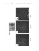 Production of and uses for decellularized lung tissue diagram and image