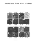 Production of and uses for decellularized lung tissue diagram and image