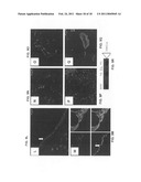 Production of and uses for decellularized lung tissue diagram and image