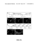 ISOLATED POPULATION OF LUMINAL STEM CELLS THAT GIVE RISE TO PROSTATE CANCER AND METHODS OF USING SAME diagram and image